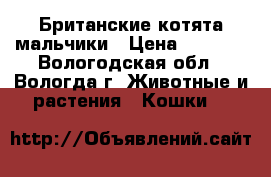 Британские котята мальчики › Цена ­ 5 000 - Вологодская обл., Вологда г. Животные и растения » Кошки   